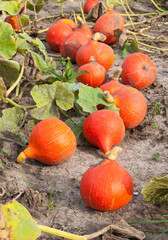 Obraz premium Harvested orange pumpkins ready for the picking