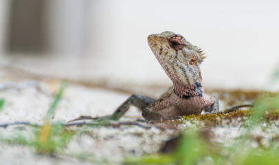 A closeup of the lizzard looking what's going on