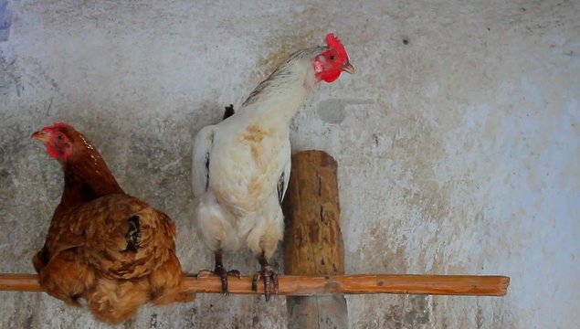 Image shows chicken searching for food