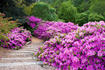 Obraz premium Azalea Path