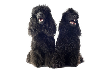 two toy poodles