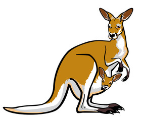 red kangaroo female with joey in pouch