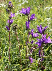 Obraz premium Knäuel-Glockenblume (Campanula glomerata)
