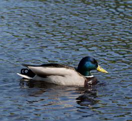 duck on the lake
