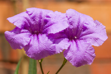 Two purple flowers blooming