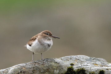 Sandpiper