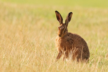 Hare