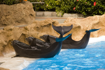 Delfines del espectáculo de Loro Parque, Tenerife
