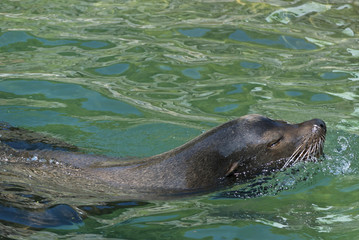 Naklejka premium Sea Lion