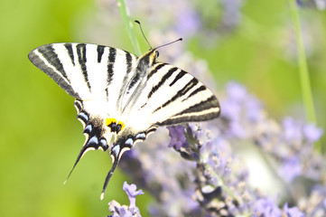 Butterfly Papilio Machaon on a lavender flower