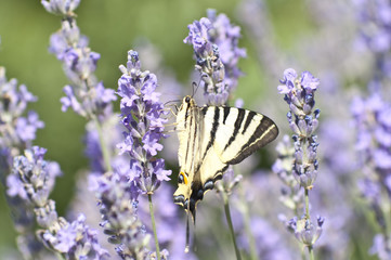 Butterfly Papilio Machaon on a lavender flower