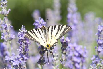 Butterfly Papilio Machaon on a lavender flower