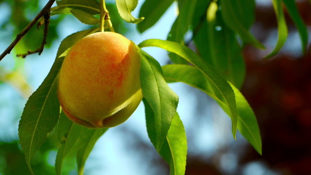 Ripe peach on the tree
