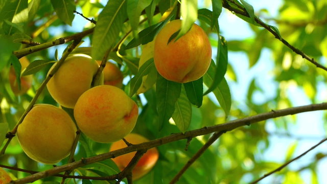 Several ripe peaches on the tree