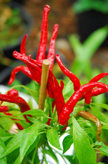 Thai Dragon Chili Schoten reif am Strauch