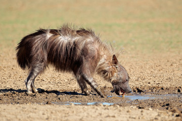 Brown hyena drinking water