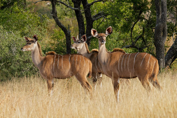 Kudu antelopes