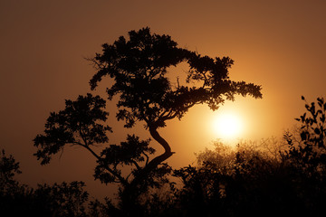 Silhouetted African savanna tree in mist at sunrise