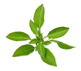 Fresh basil leaves isolated