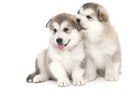 Two malamute puppies