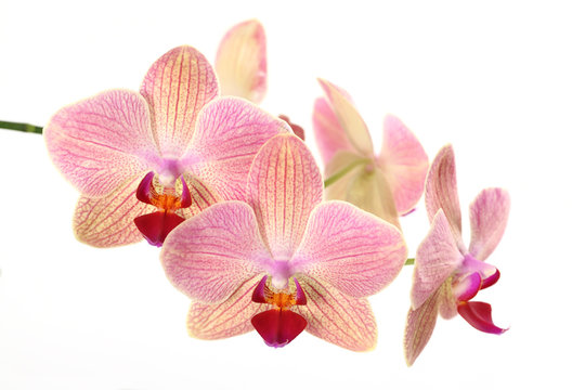 Fototapeta Orchideenblüten
