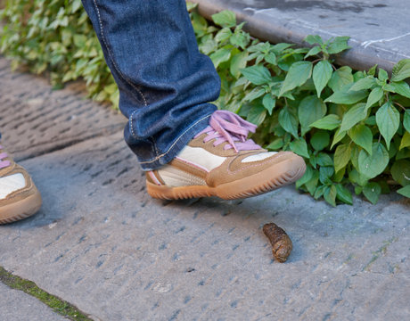 Dog excrement