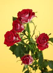 Beautiful vinous roses on yellow background close-up