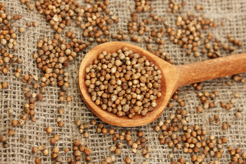 Heap coriander seeds in wooden spoon
