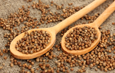 Heap coriander seeds in wooden spoons