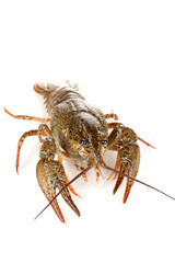 green crawfish isolated on white close-up