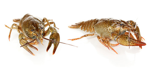 Alive crayfishes isolated on white close-up