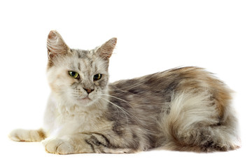 maine coon cat