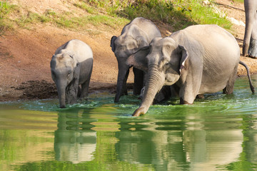 Fototapeta premium wild elephant