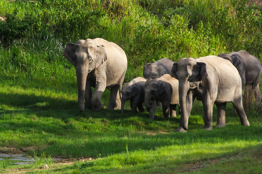 wild elephant