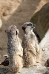 alert meerkats 6934