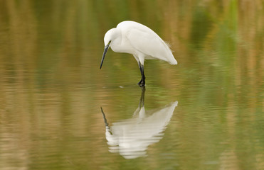 Garzetta in cerca di cibo