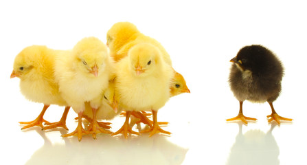 yellow and black little chickens isolated on the white