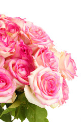 beautiful bouquet of pink roses isolated on white