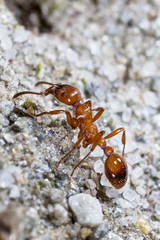 Formica rufa