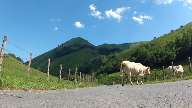 vid&eacute;o vaches sur la route 01