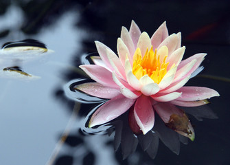 Big lotus