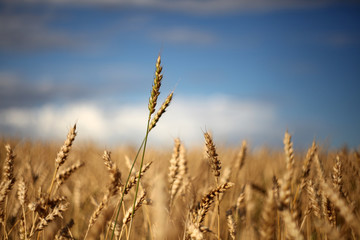 Wheat against summer sky, ready for harvest