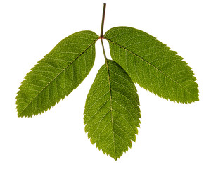 Fototapeta premium rowan leaves