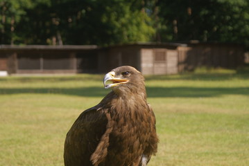 Adler
