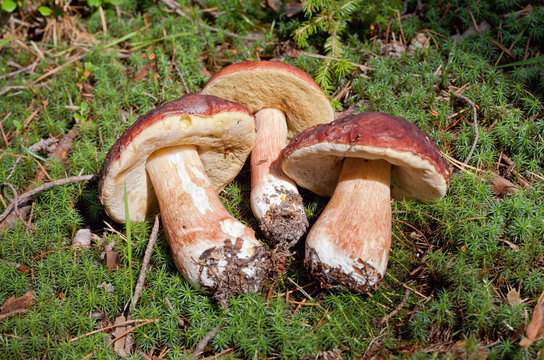 Three Forest mushroom in the green grass.