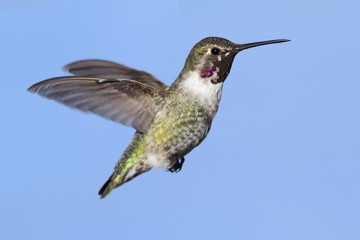 Fototapeta premium Annas Hummingbird (Calypte anna)