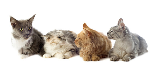 chats maine coon © cynoclub