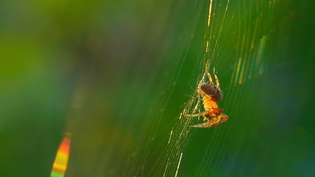 Orange spider spins a web. Macro.