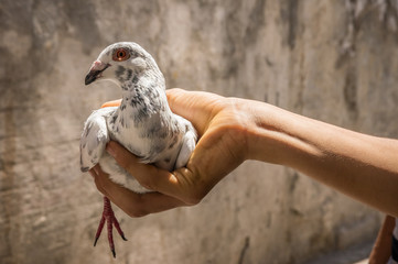 Pigeon