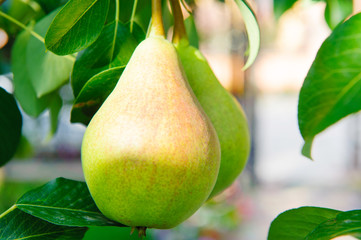 Green pears